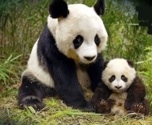 panda-andcub